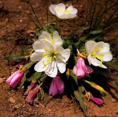 Primrose